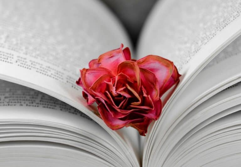 A faded rose between the pages of a smut novel